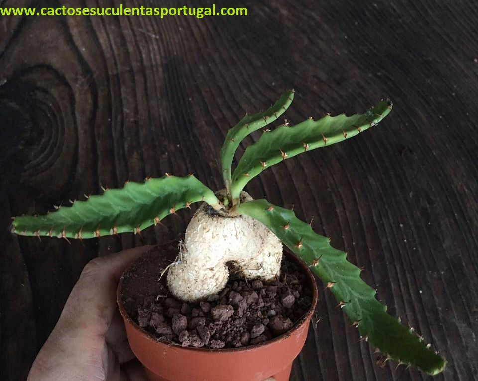 Euphorbia stellata caudex