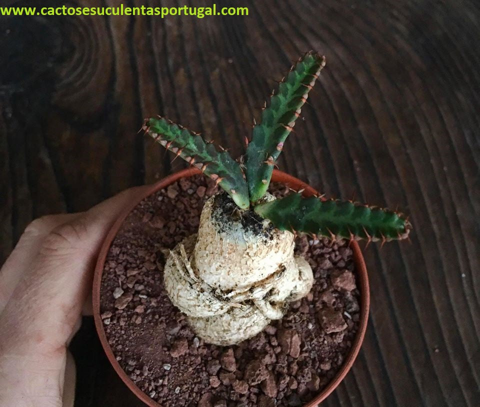 Euphorbia Stellata caudex, ÚNICA