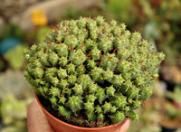 Euphorbia submammillaris f. pfersdorfii