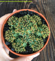 Euphorbia Suzannae