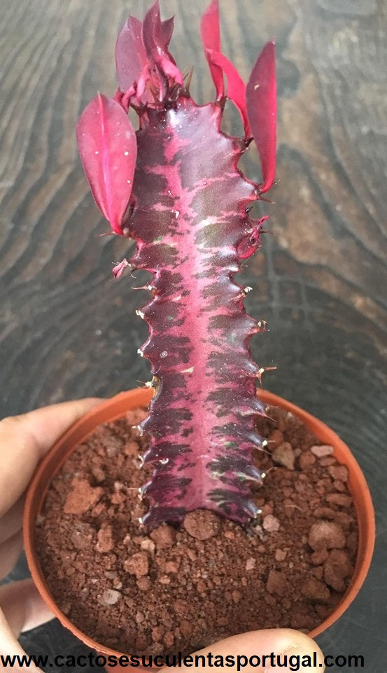 Euphorbia trigona rubra