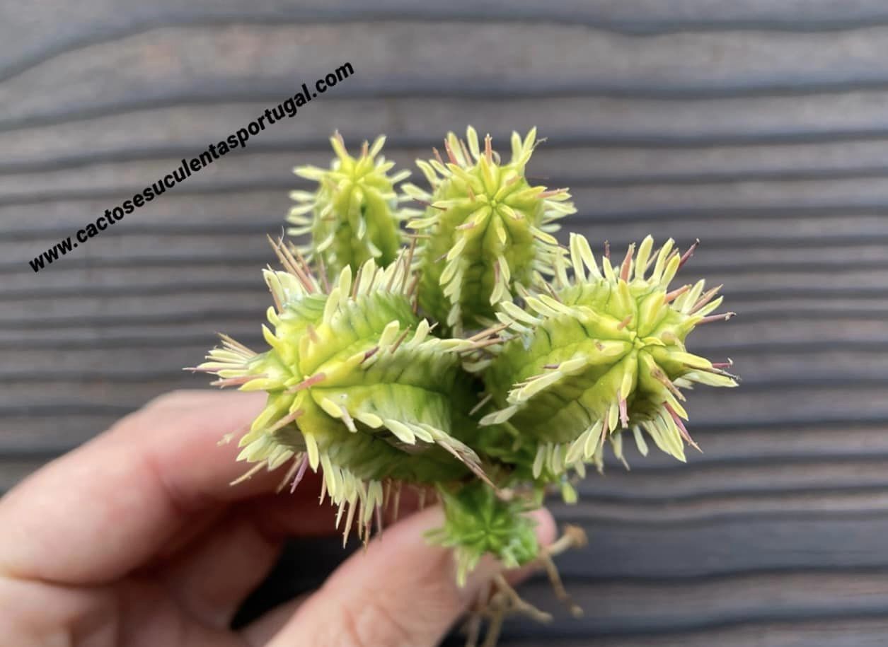 Euphorbia aggregata form. variegata