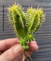 Euphorbia aggregata form. variegata