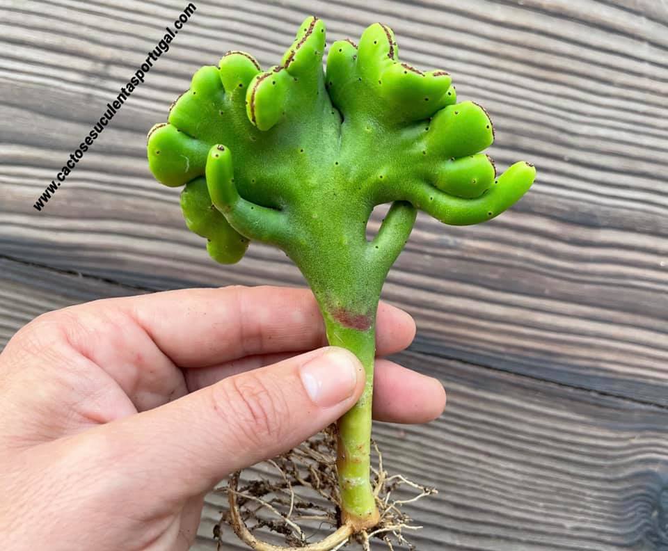 Euphorbia alluaudi cristata