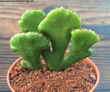 Euphorbia alluaudi cristata 13