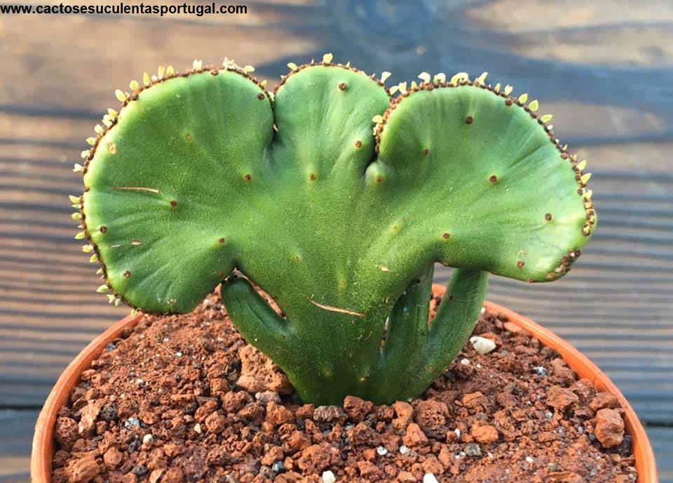 Euphorbia alluaudi cristata, ÚNICA