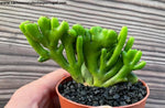 Euphorbia alluaudi cristata