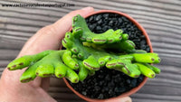 Euphorbia alluaudi cristata