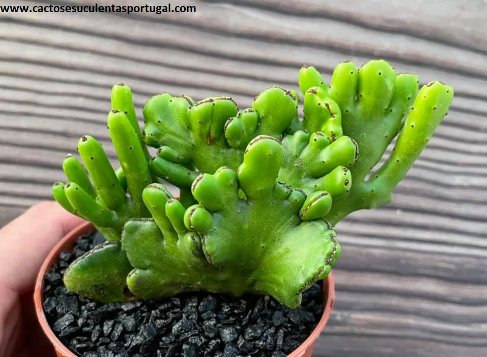 Euphorbia alluaudi cristata