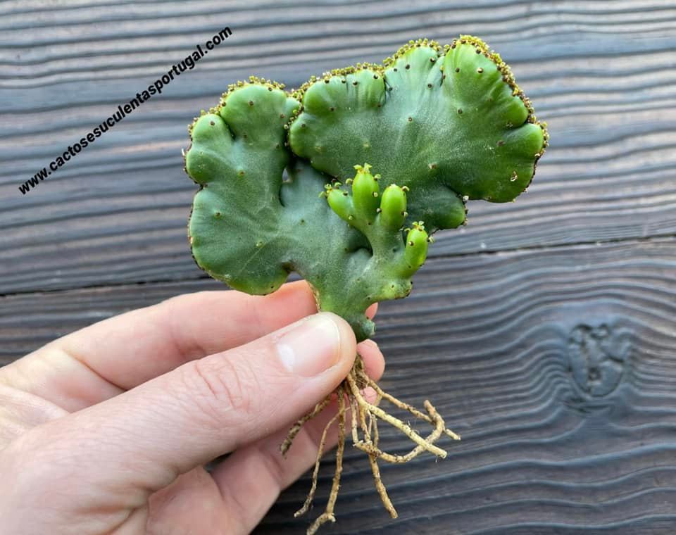 Euphorbia alluaudi form. cristata