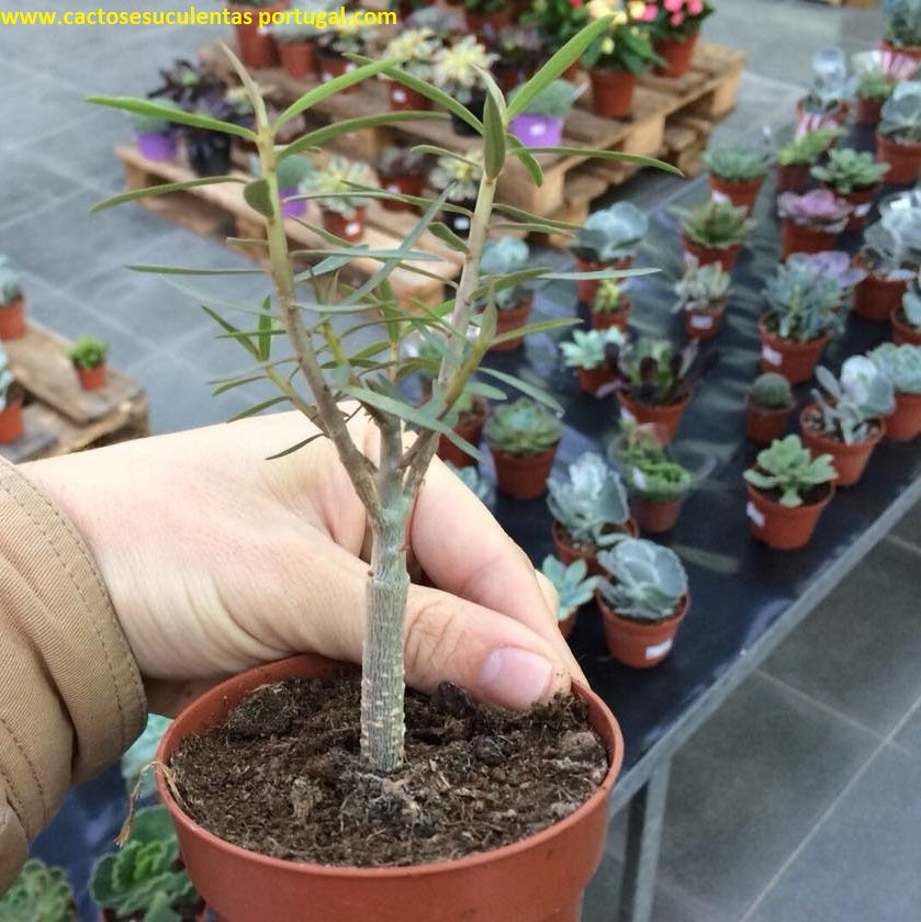 Euphorbia balsamifera