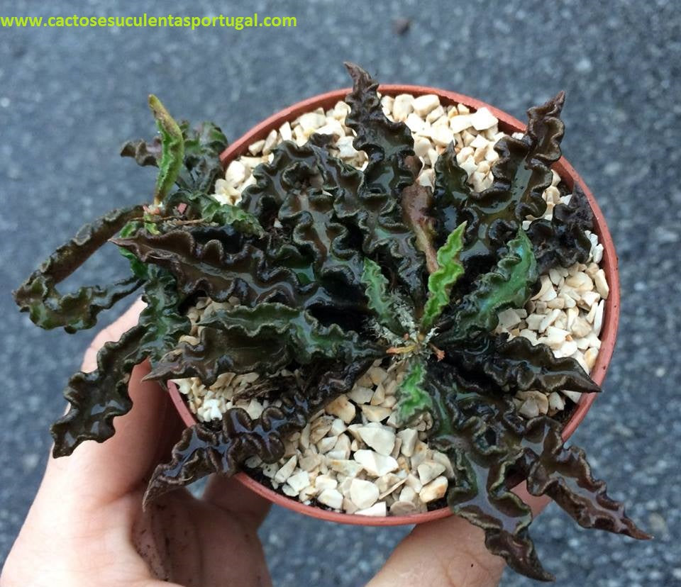 Euphorbia decaryi