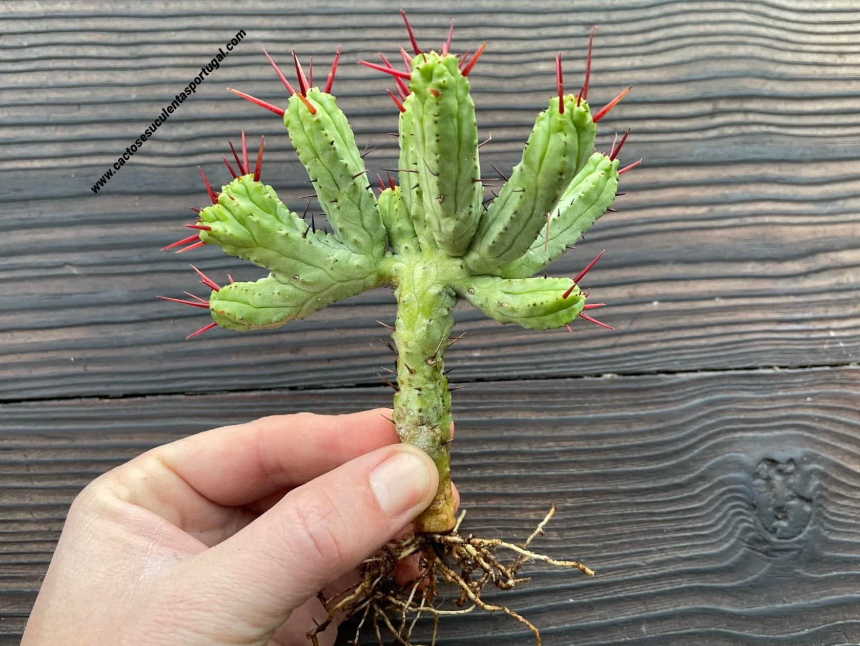 Euphorbia enopla-Form. cristata (SELTENE FORM)