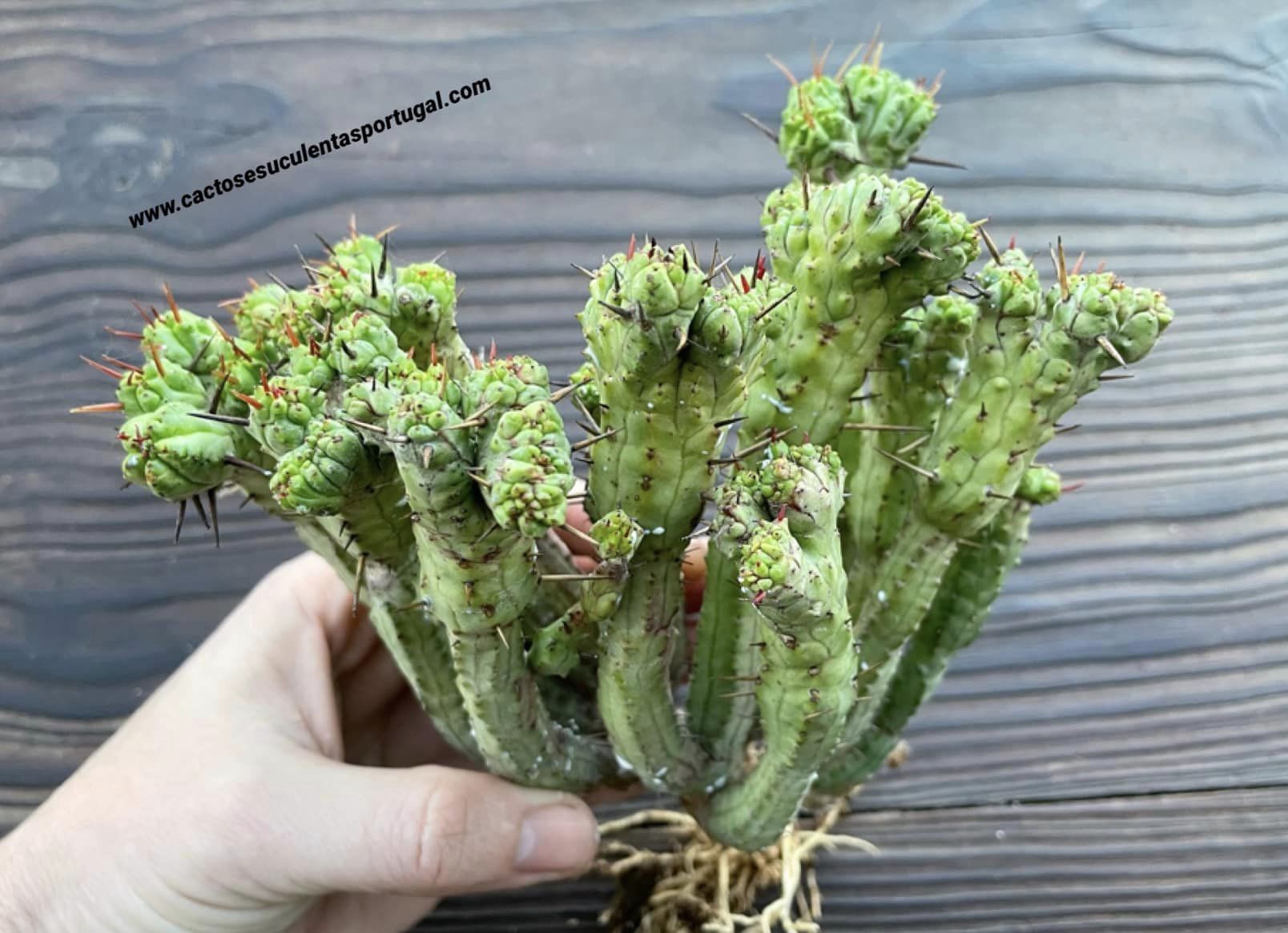 Euphorbia enopla form. cristata