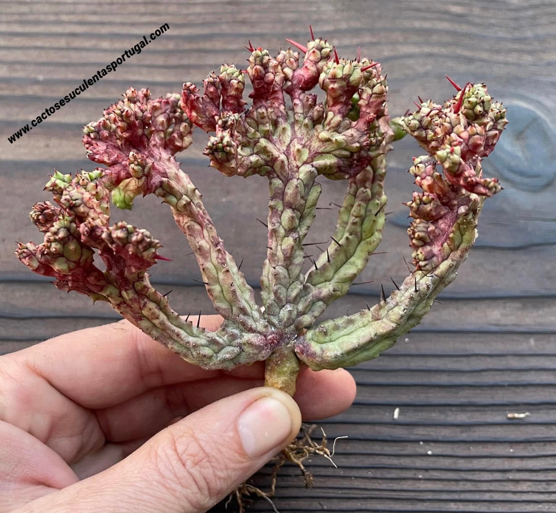 Euphorbia enopla form. cristata RARE FORM