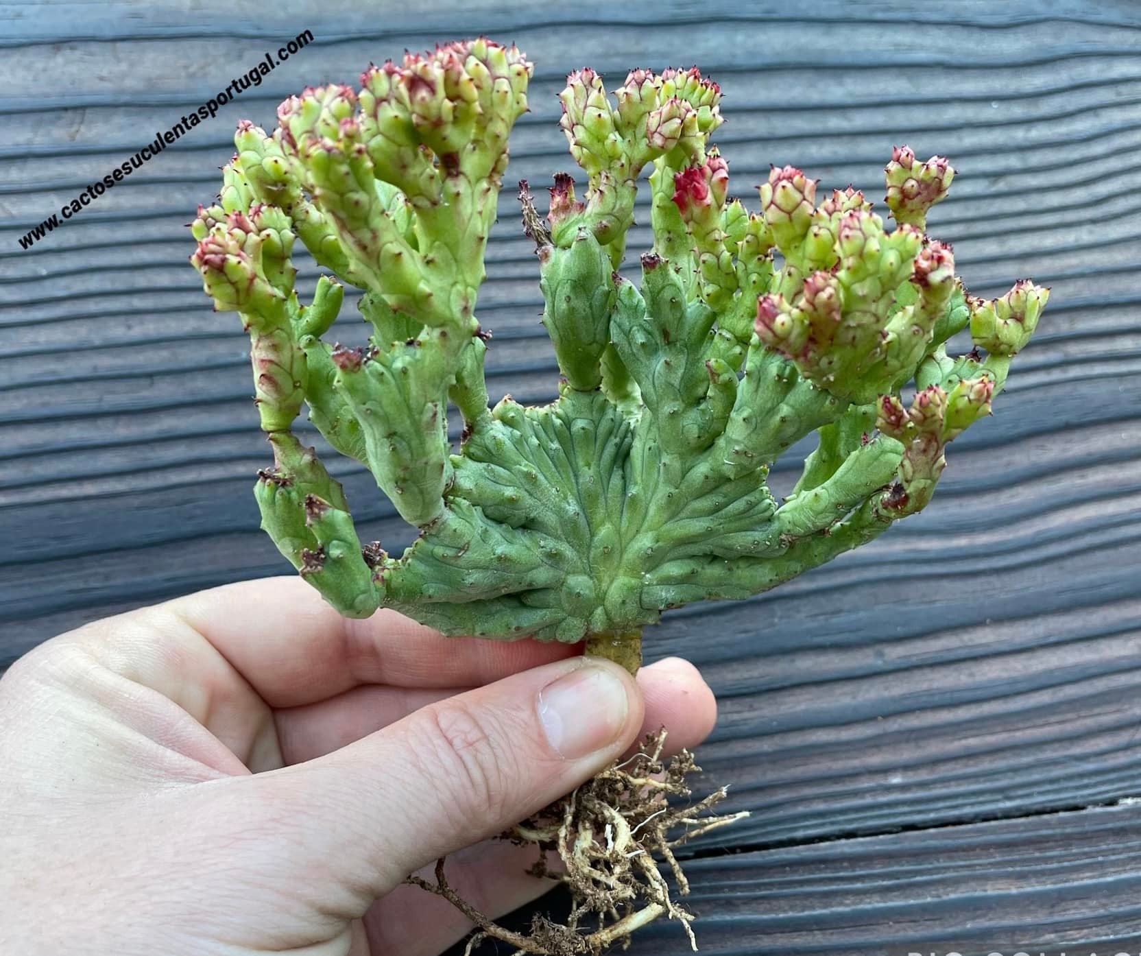 Euphorbia enopla-Form. cristata (SELTENE FORM) 