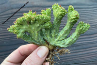 Euphorbia enopla form. cristata