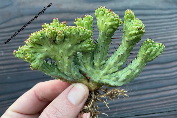 Euphorbia enopla form. cristata