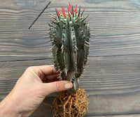Euphorbia horrida, 5 years old