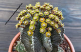 Euphorbia horrida 'Snowflake', ÚNICA