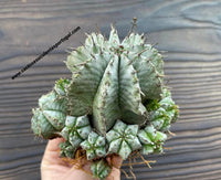 Euphorbia horrida 'Snowflake' 