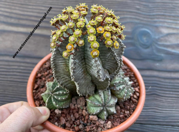 Euphorbia horrida 'Snowflake', ÚNICA