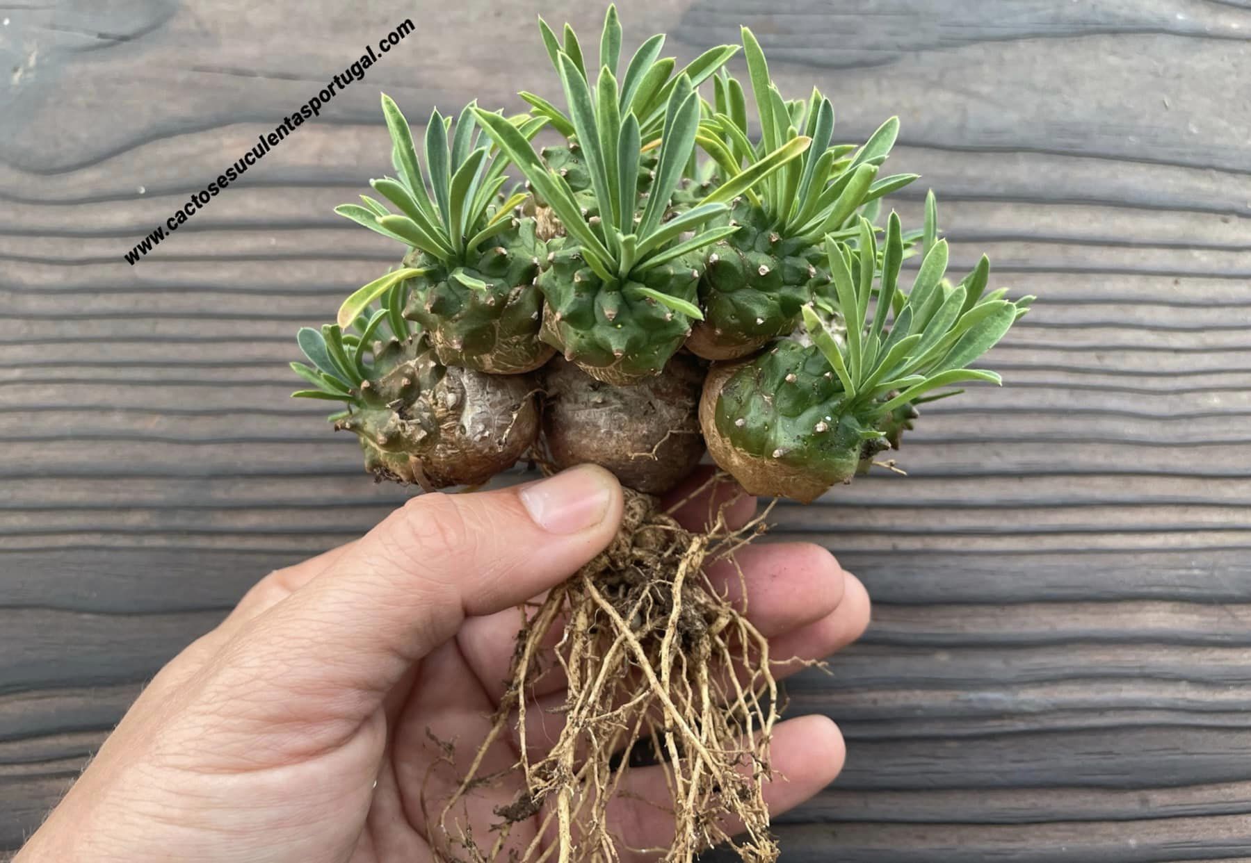 Euphorbia japonica