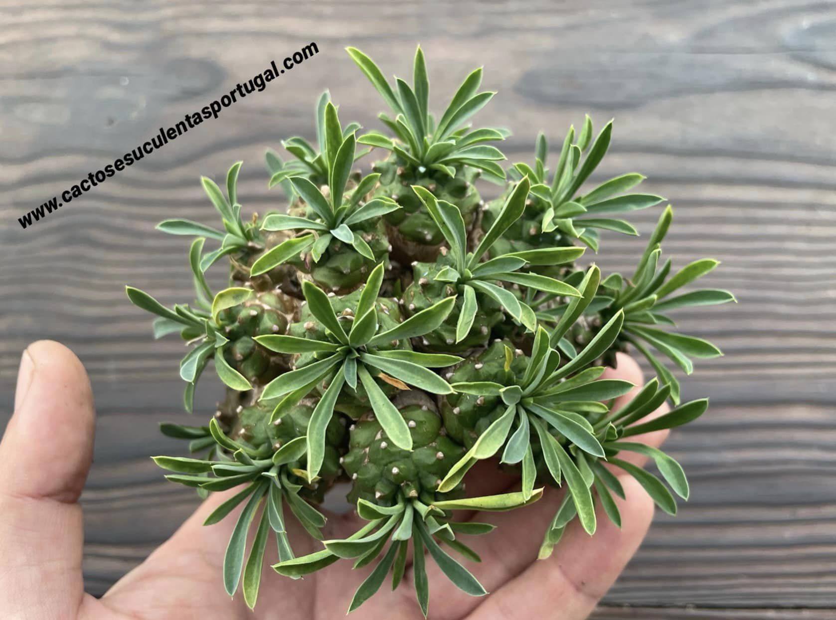 Euphorbia japonica