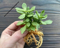 Euphorbia lugardiae, Monadenium lugardiae