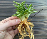 Euphorbia lugardiae, Monadenium lugardiae