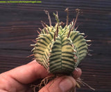 Euphorbia meloformis form. variegata 