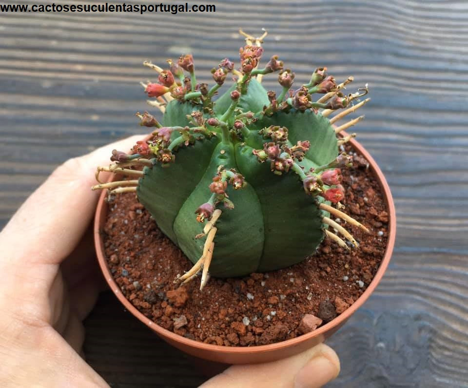 Euphorbia Meloformis subs. Valida 