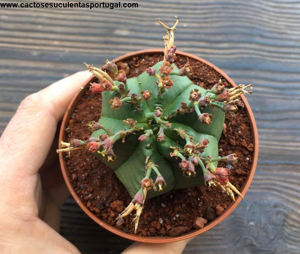 Euphorbia Meloformis subs. Valida 