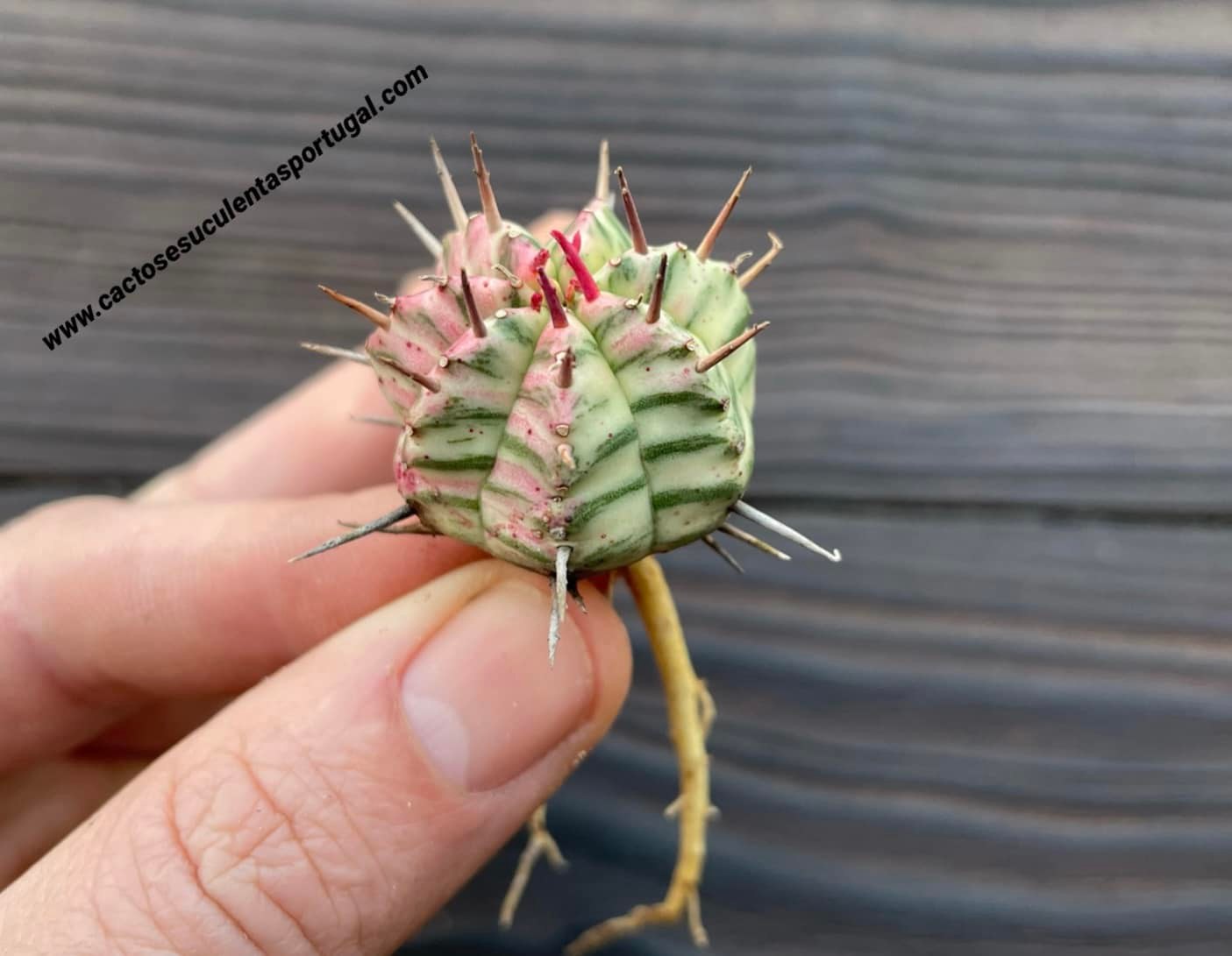 Euphorbia meloformis variegata
