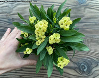 Euphorbia milii amarela