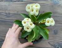 Euphorbia milii branca