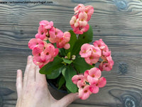 Euphorbia milii rosa