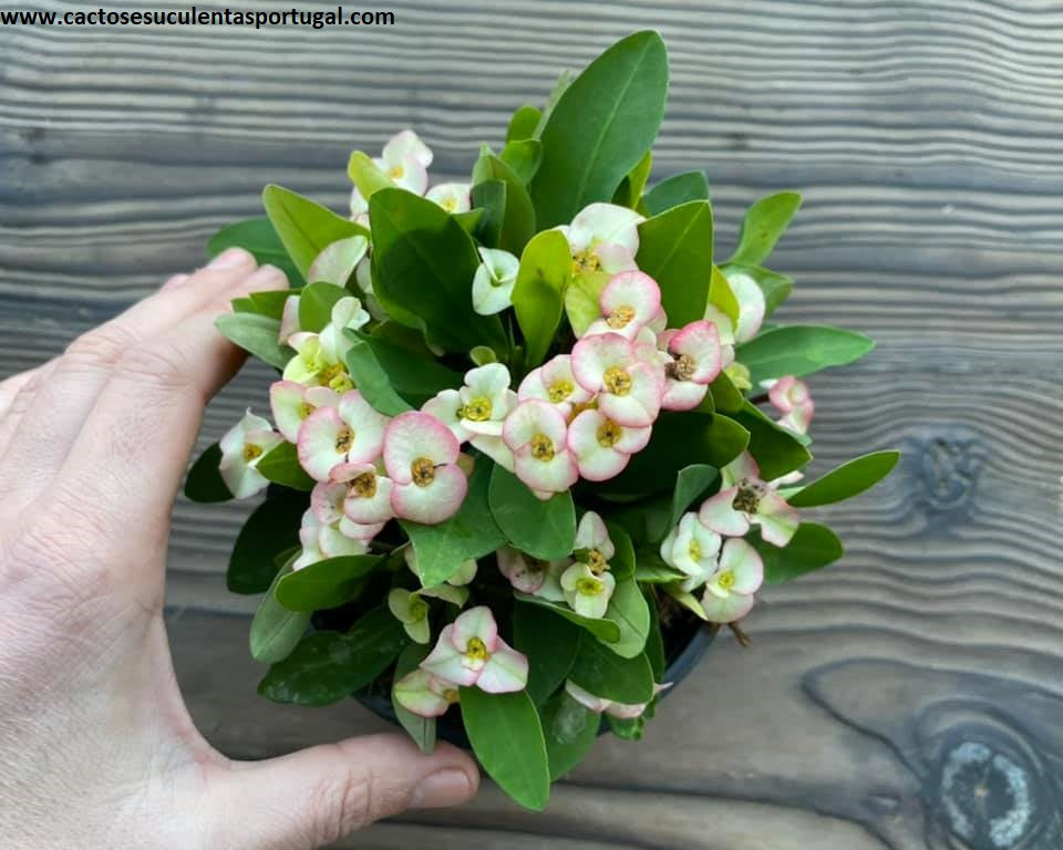 Euphorbia milii rosa palido