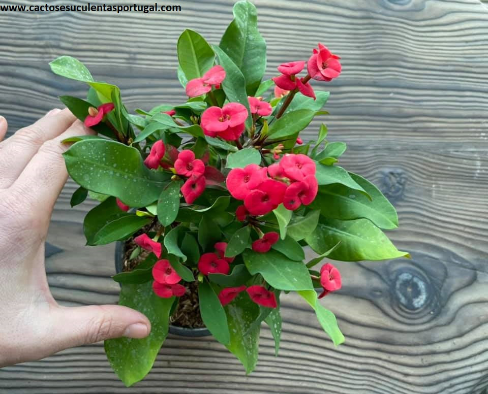 Euphorbia milii vermelha