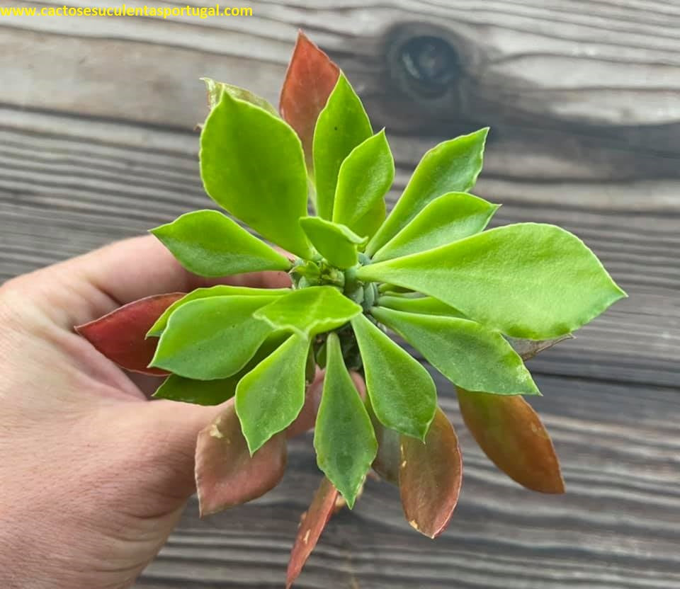 Euphorbia neostapelioides