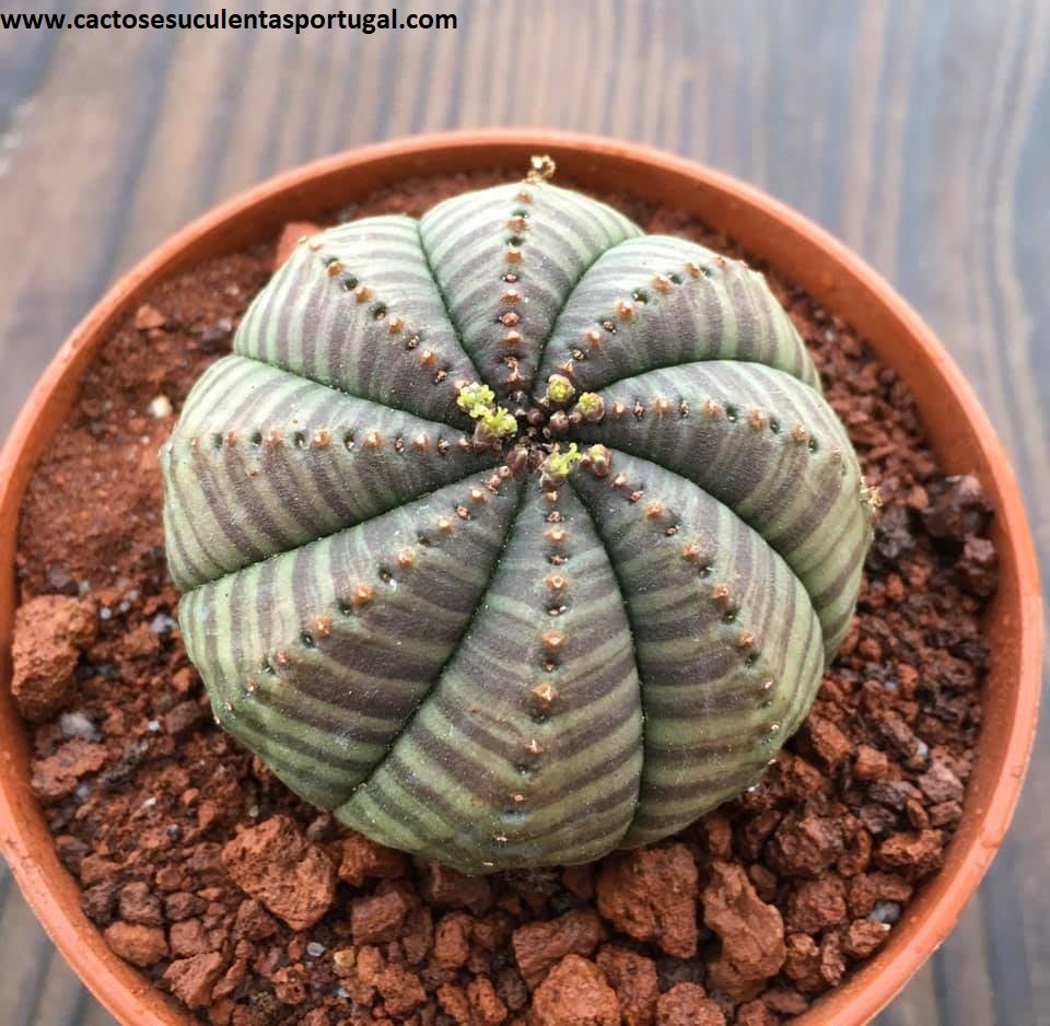 Euphorbia obesa subs. symmetrica "Tiger Form", vaso 8.5cm