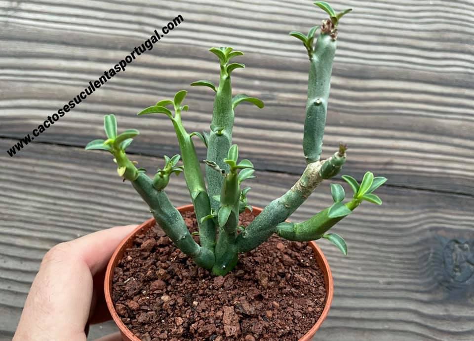 Euphorbia phosphorea