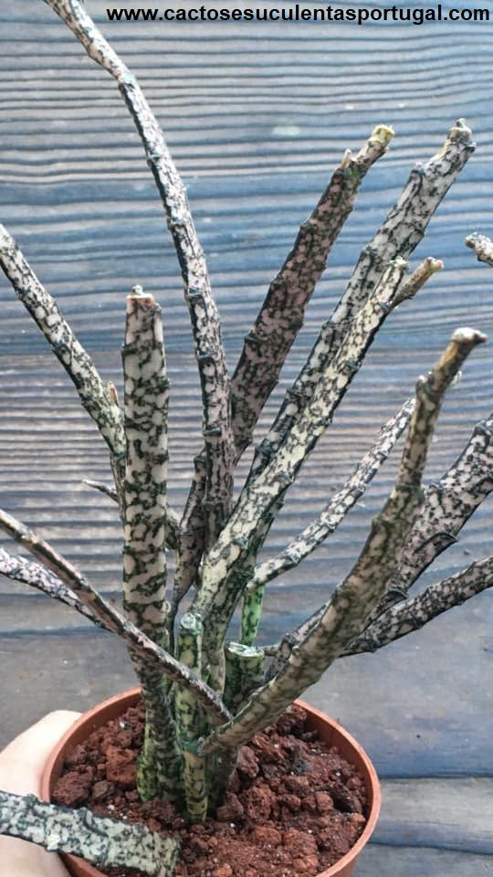 Euphorbia platyclada