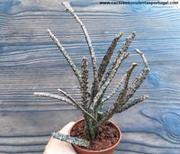 Euphorbia platyclada,"planta morta" ou "dedos de bruxa"