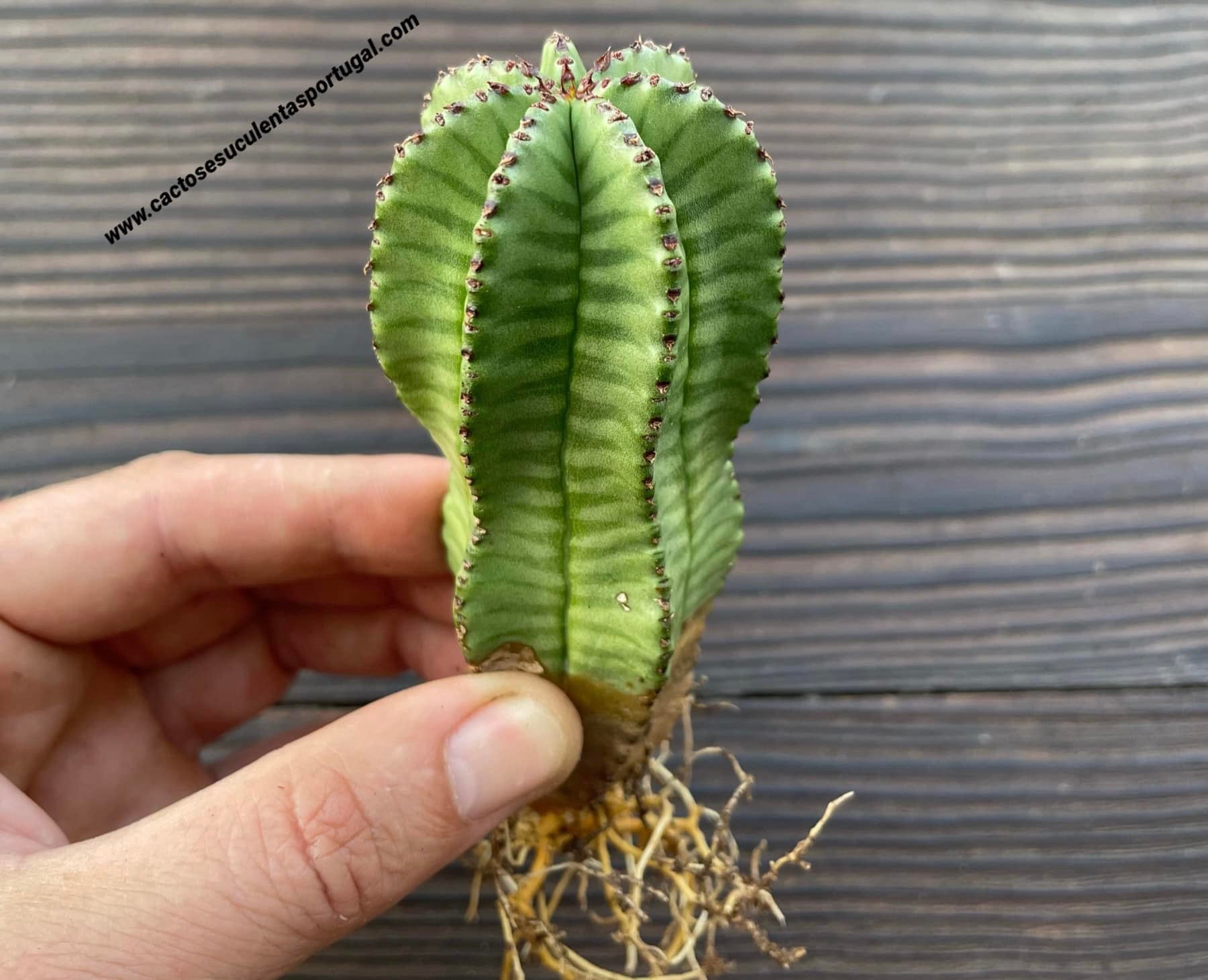 Euphorbia polygona var. anoplia