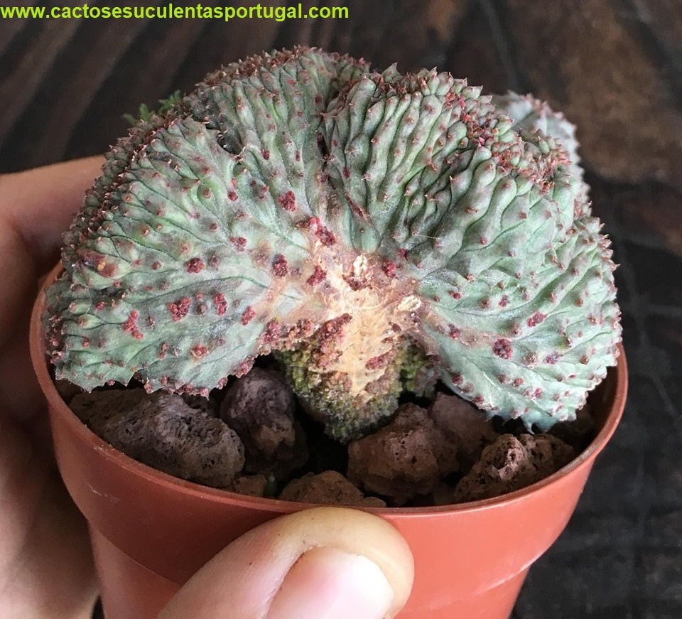 Euphorbia  pseudoglobosa form. cristata