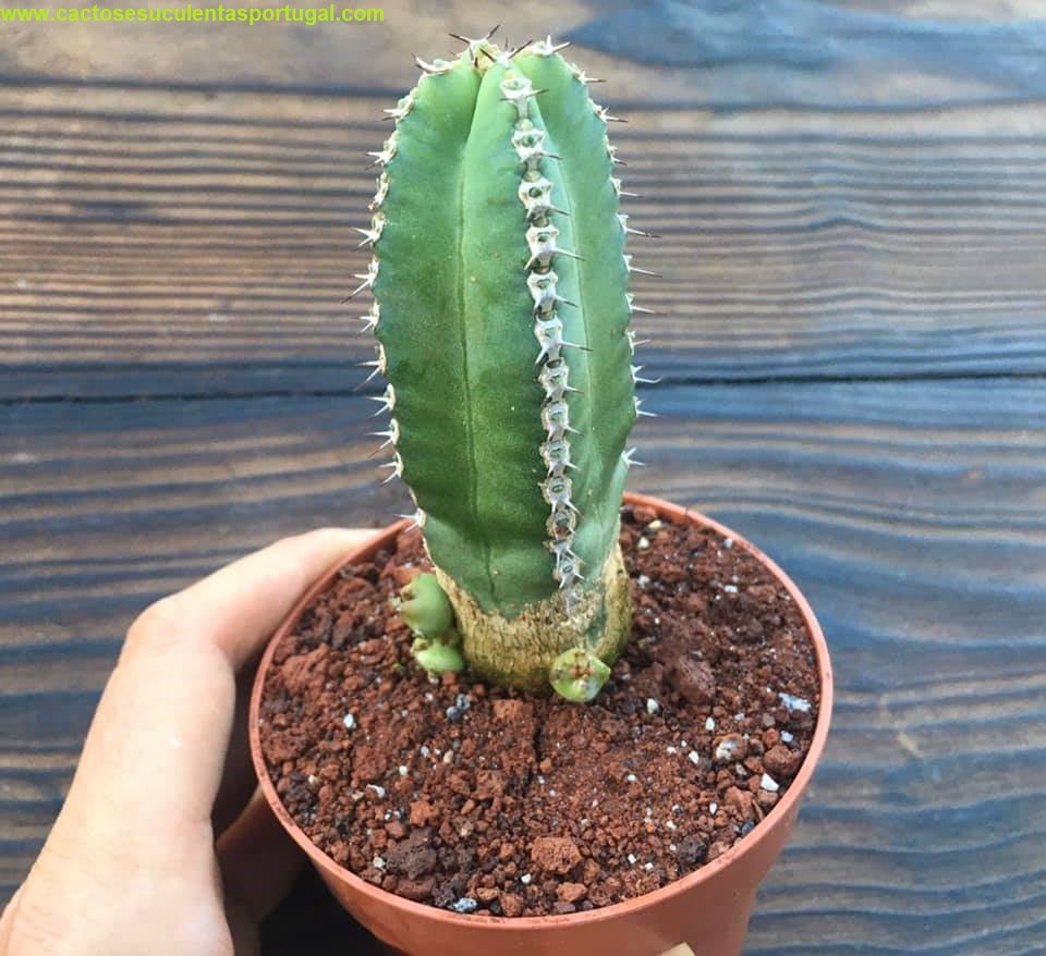 Euphorbia resinifera