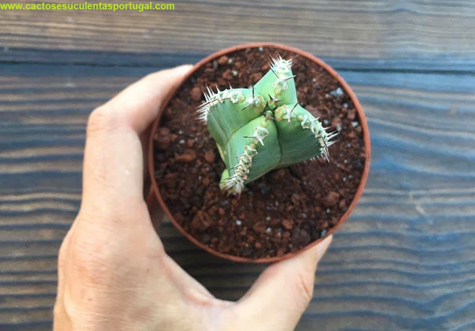 Euphorbia resinifera
