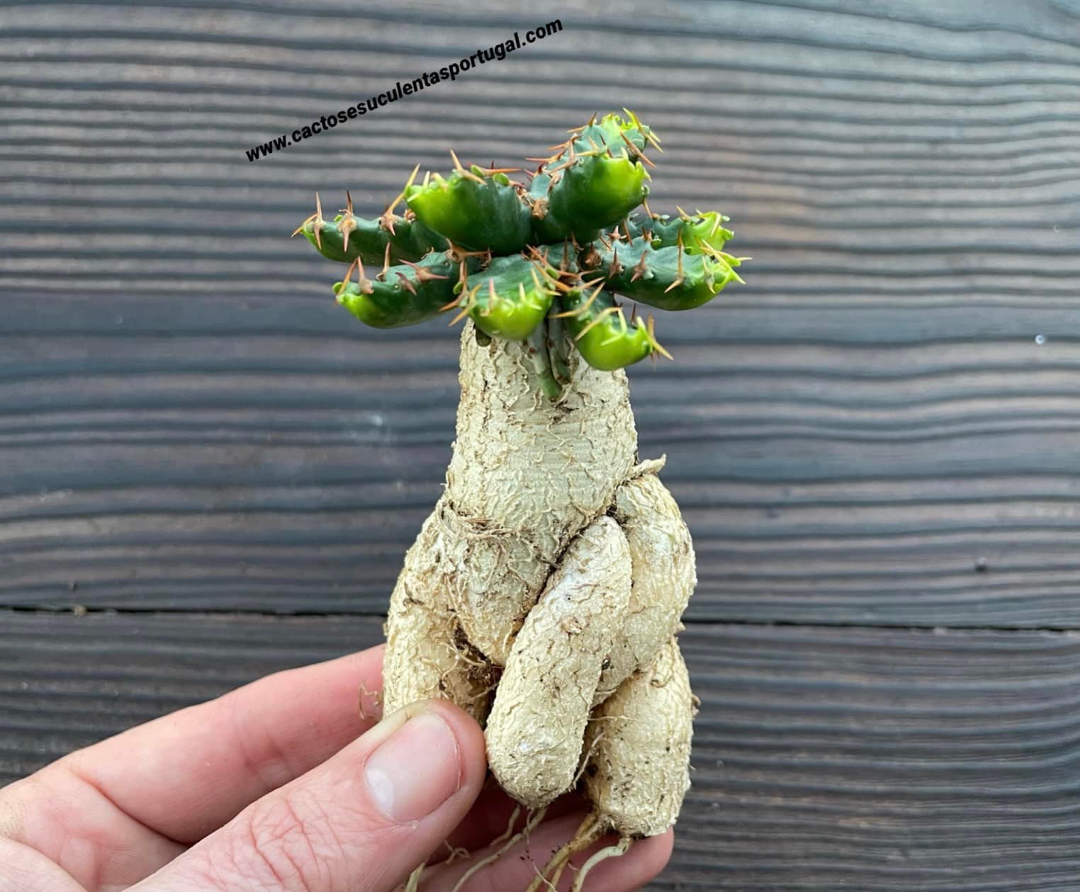 Euphorbia stellata, old caudex