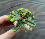 Euphorbia stellata, old caudex
